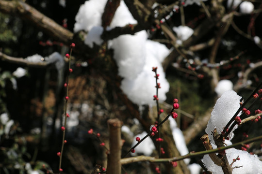雪中红梅