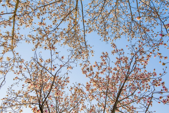 白玉兰花 天空