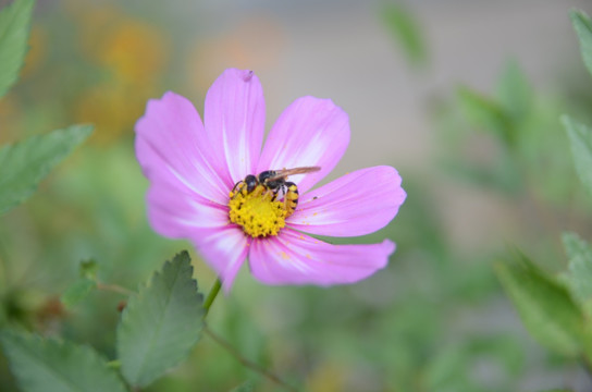 格桑花