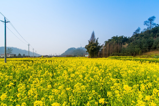 油菜花