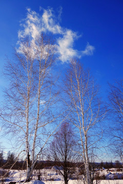 白桦树雪景