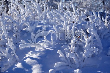 树枝雪景