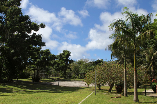 热带海岛椰树