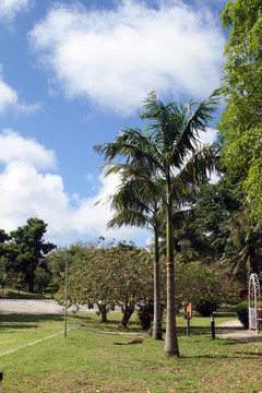 热带海岛椰树