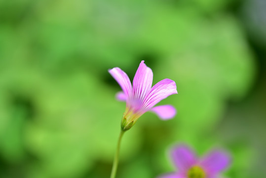 花卉微距