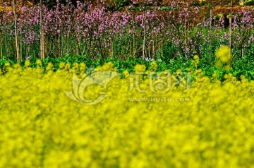 油菜花田