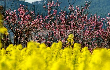 油菜花