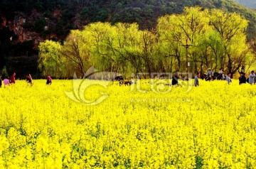 油菜花田园