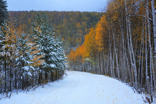 秋林雪路