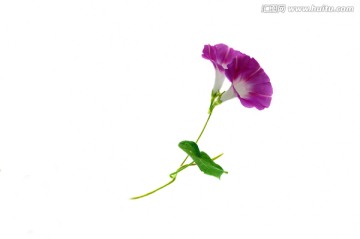 一支朝颜花