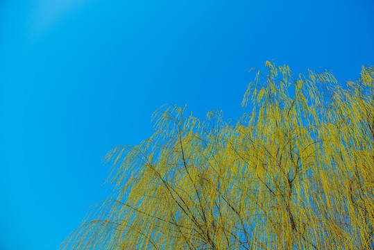 柳树 蓝天
