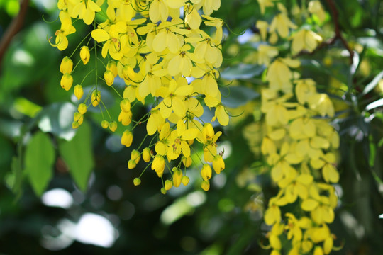 黄花