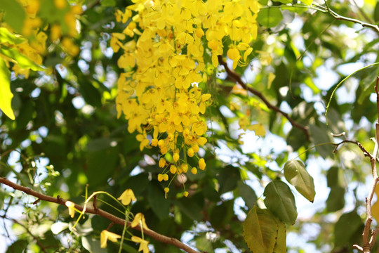 黄花