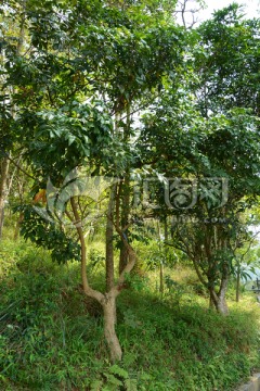 龙眼树