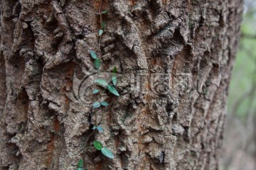 栎树 栎树皮