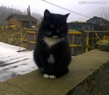 室外水泥台上的黑猫