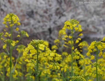 油菜花