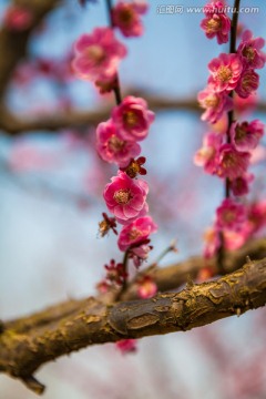 樱花挂枝头