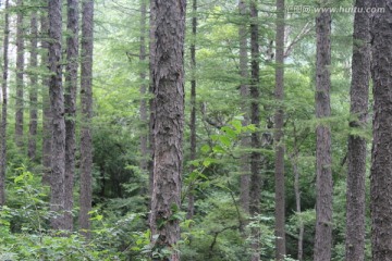 山野植物