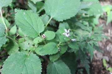 山野植物花卉