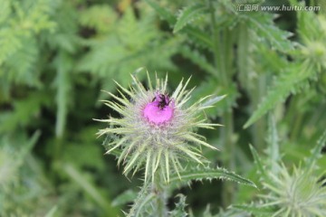 山野植物花卉