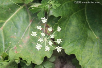 山野植物花卉