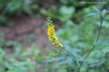 山野植物花卉
