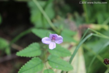 山野植物花卉