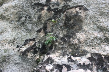 山野植物
