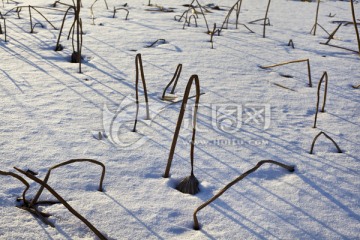 雪地残荷