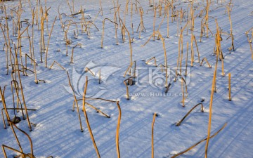 雪地残荷