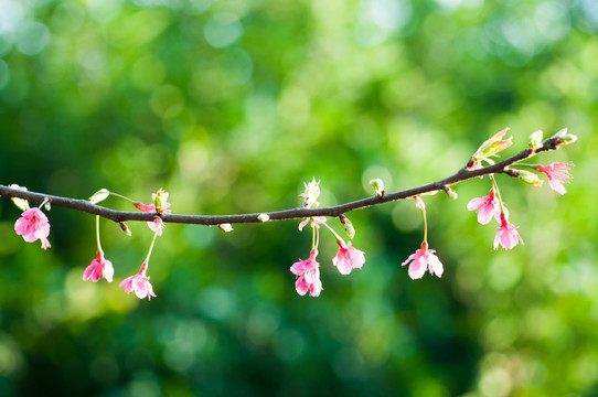 樱花