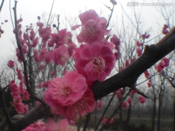 花开花落几春秋