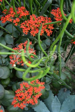长寿花