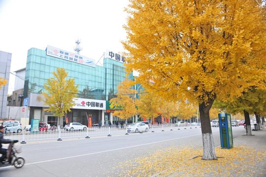 城市道路  银杏树