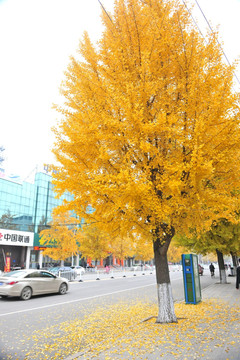 城市绿化  银杏树
