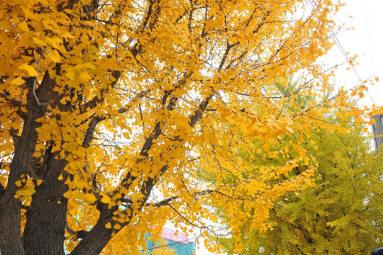 银杏树  树叶  黄叶 秋天