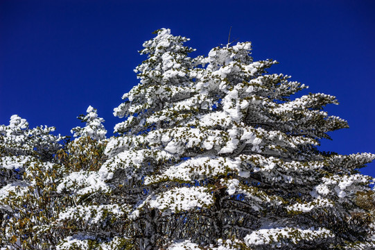 冷杉 昆明轿子雪山