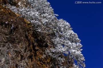 高山柏 雾凇