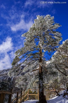 冷杉 昆明轿子雪山