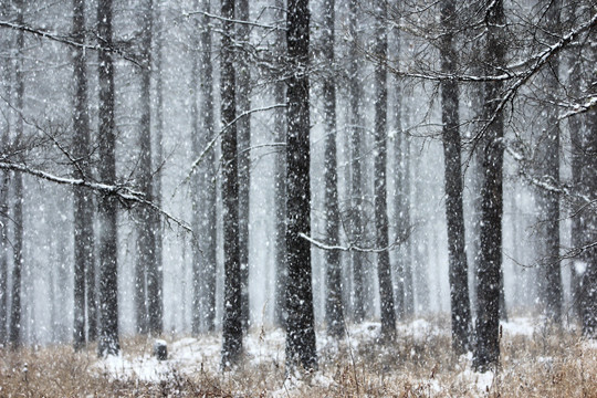 雪中松林