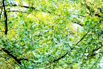 银杏树