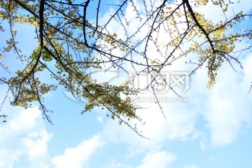银杏背景 装饰画