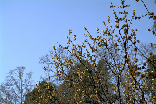 腊梅花树