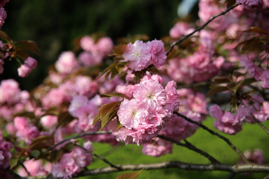 樱花