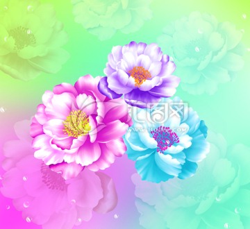 红牡丹花