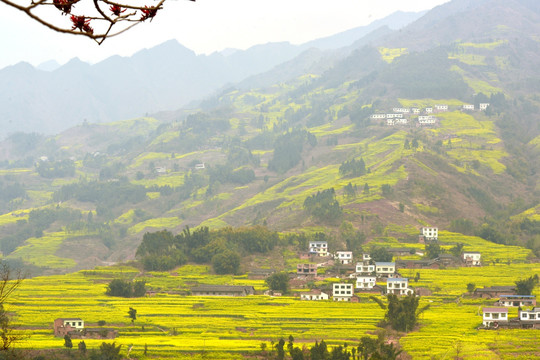 中都油菜花海