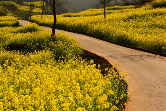 中都油菜花海