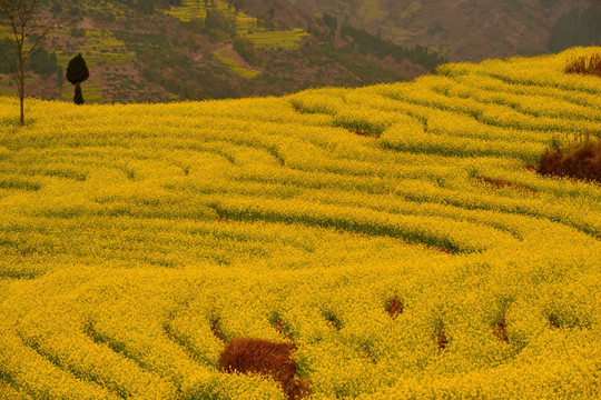 中都油菜花海