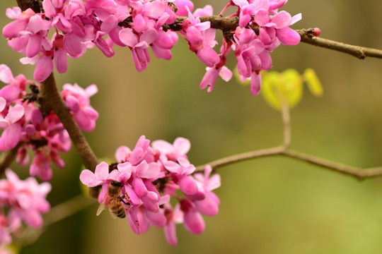 紫荆花